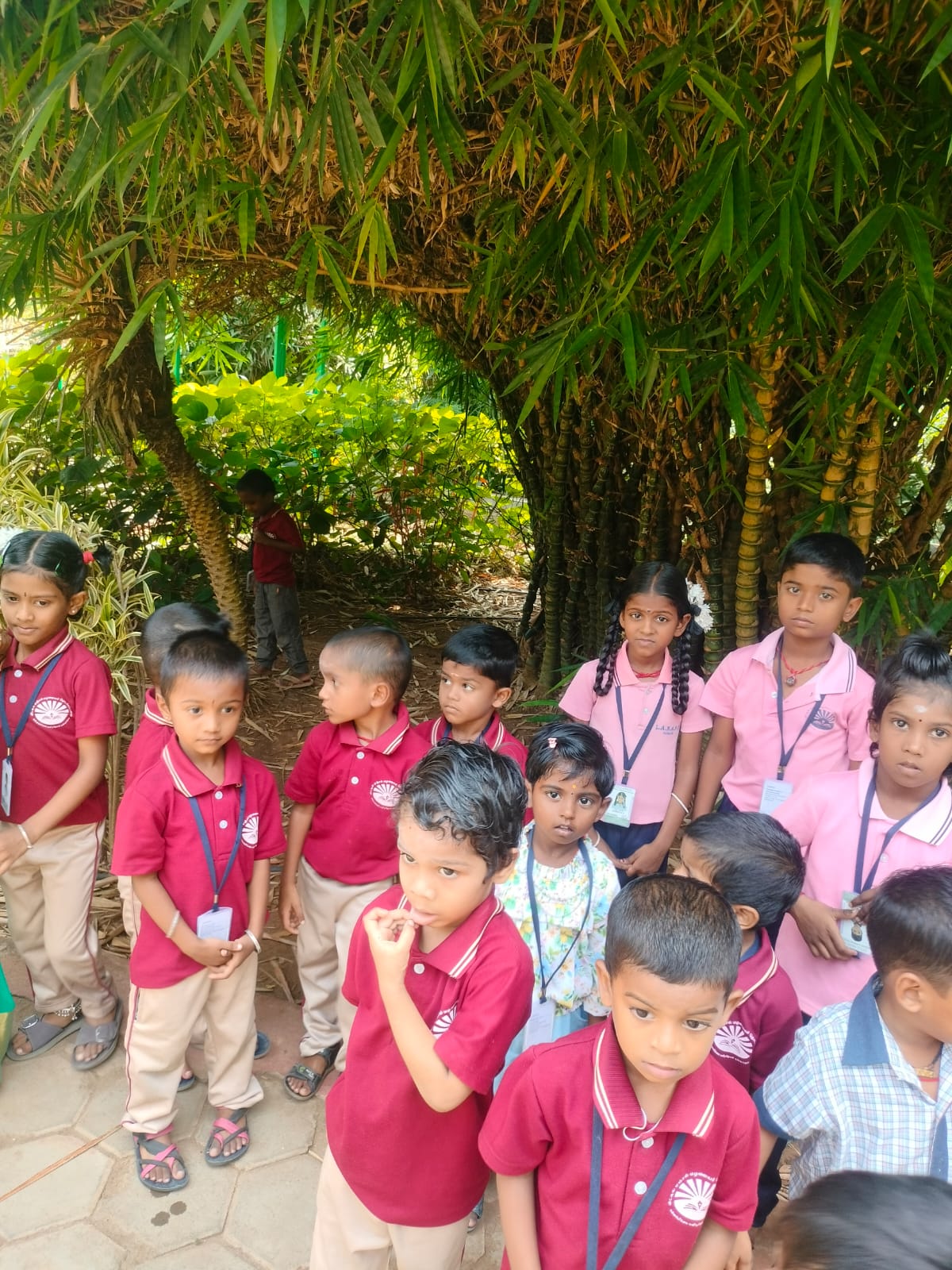 Children exploring under bamboo trees on a nature walk